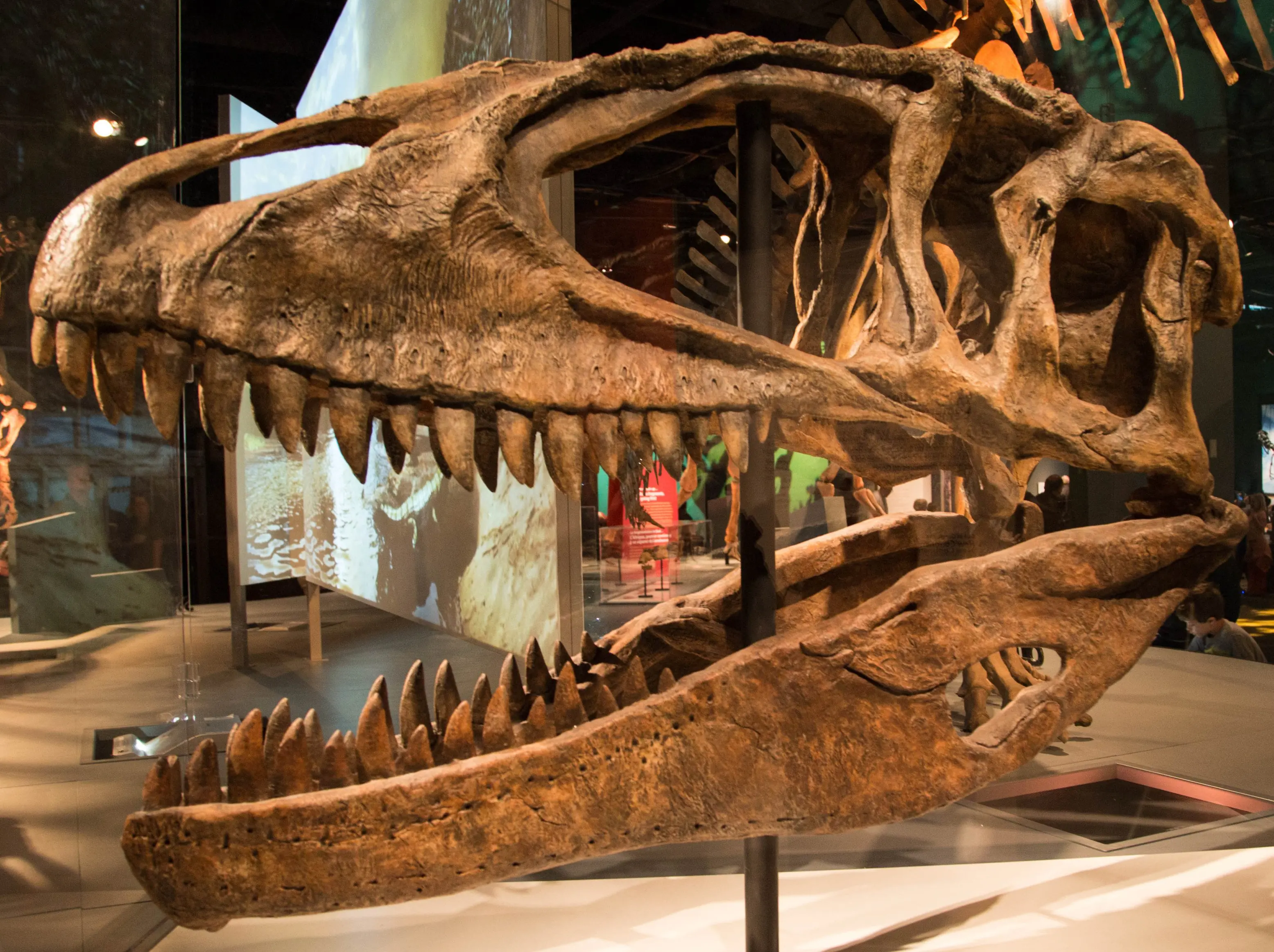 Los Dinosaurios Carnivoros Más Grandes Del Mundo