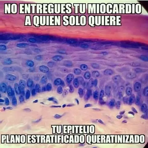 memes