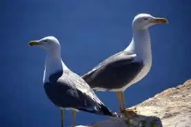 curiosidades