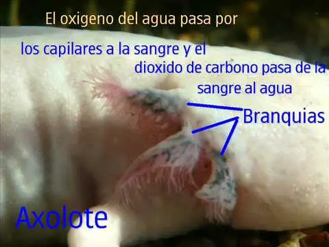 Los 7 datos mas interesantes del ajolote