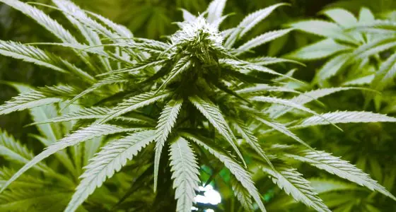 ¿Cuáles son los efectos de la marihuana en la salud?