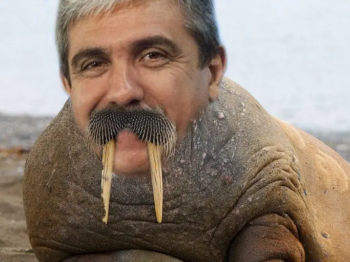 Lo que nadie dice sobre "La morsa"