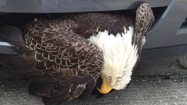 Un águila atrapada en un paragolpes por el huracán Matthew