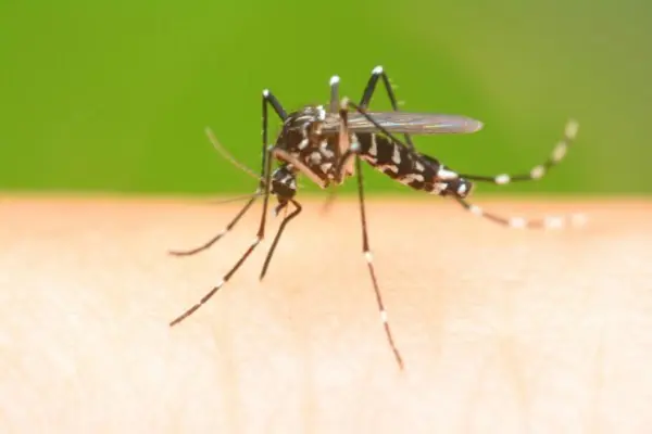 mosquito