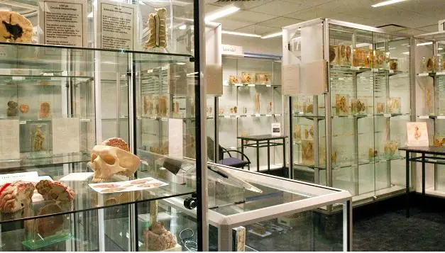 museos macabros museos macabros