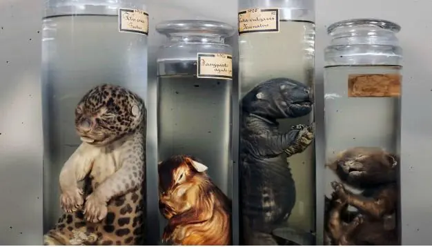 museos macabros y raros,,casos raros