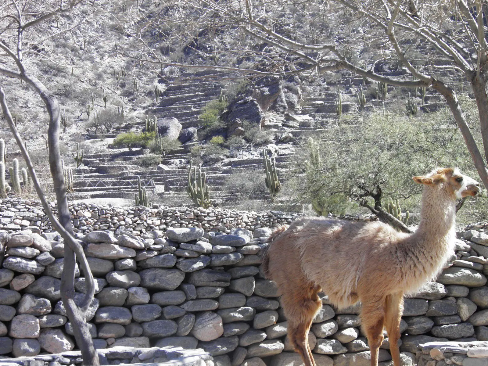 inca inca