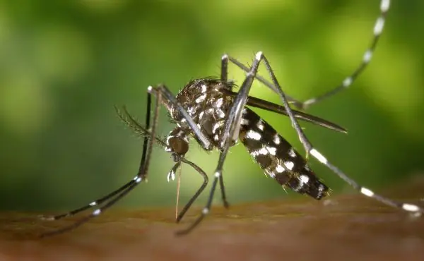 Mosquito ya ha invadido toda la costa mediterránea española