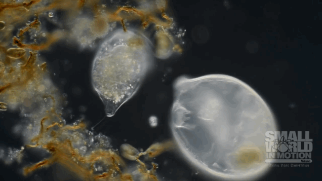 Los 18 mejores vídeos microscópicos del año