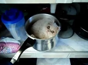 comegatos comegatos