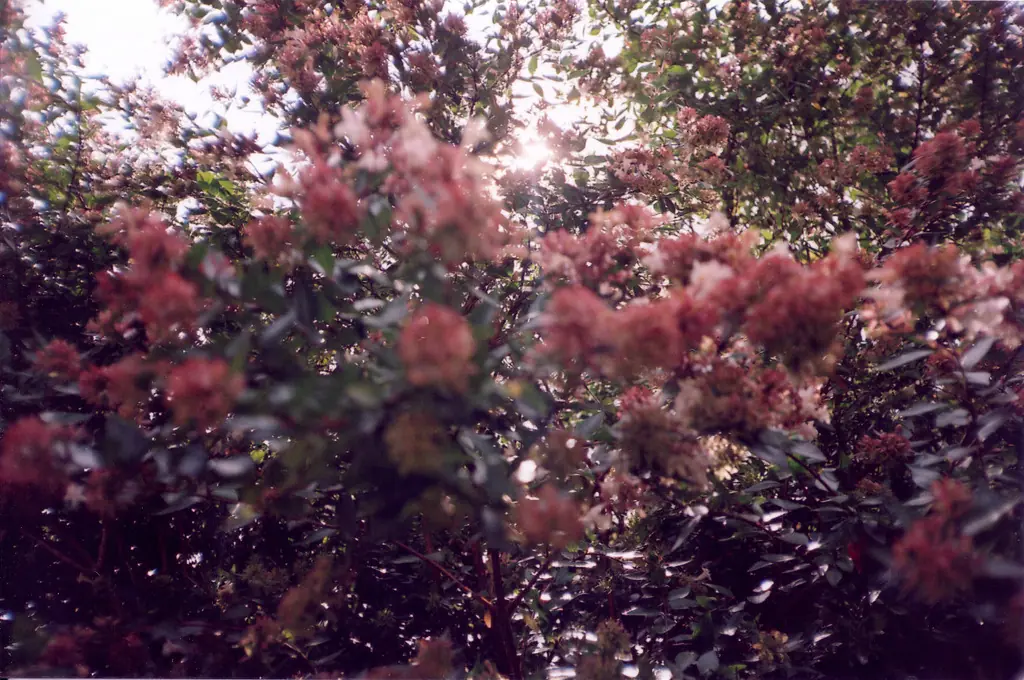 fotografia