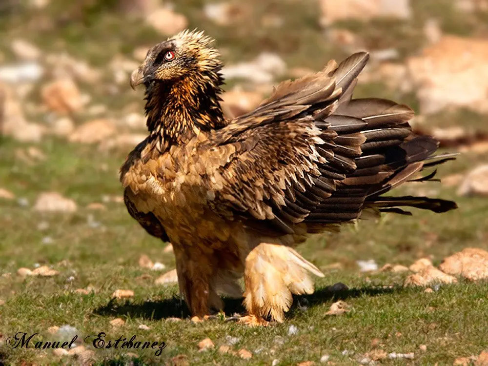 aves exoticas