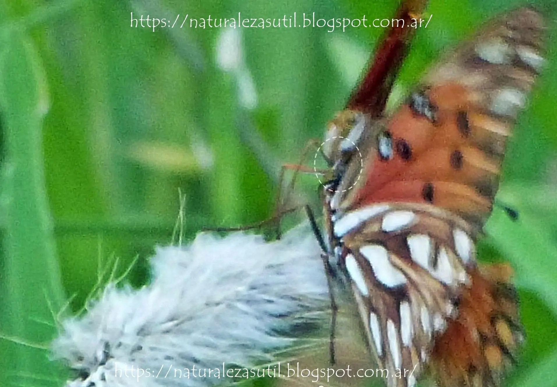 Los asombrosos hombres mariposa
