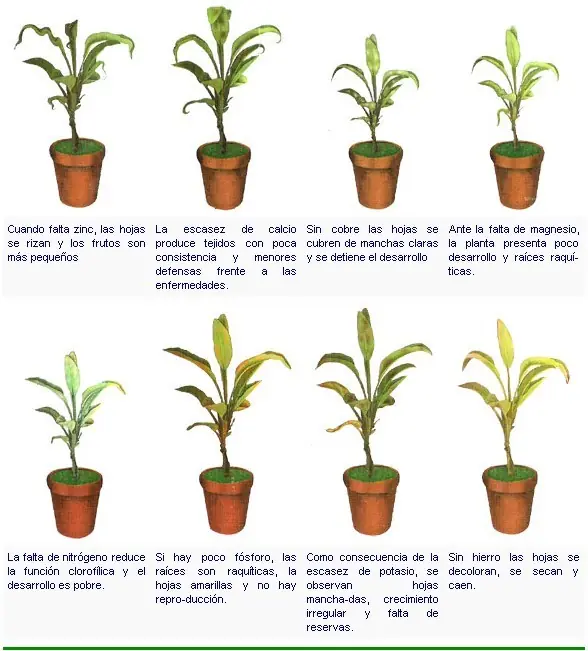 clasificacion