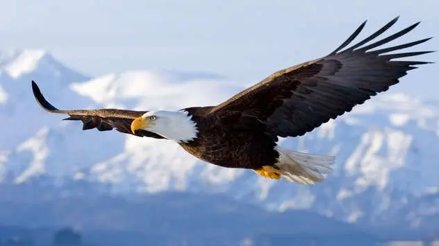aves exoticas