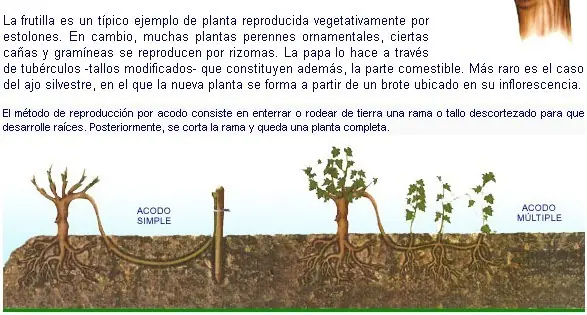 dicotiledoneas