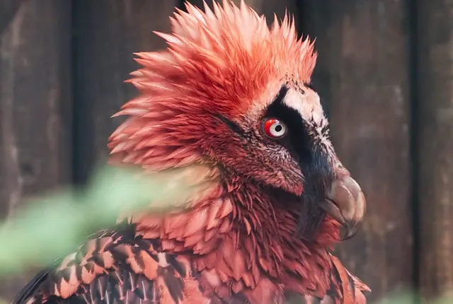 aves exoticas