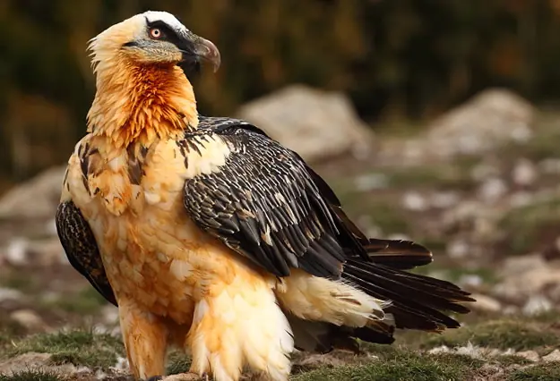 aves
