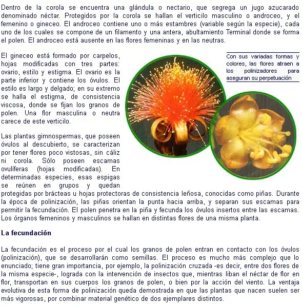 dicotiledoneas