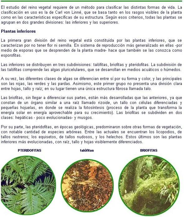 angiospermas
