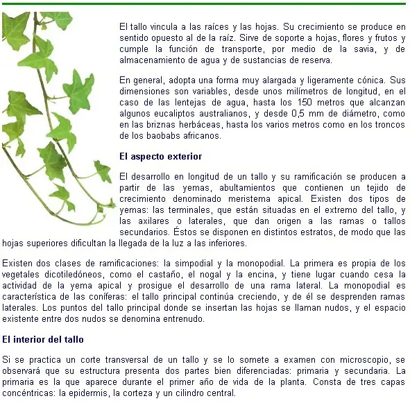 Informacion general sobre botánica