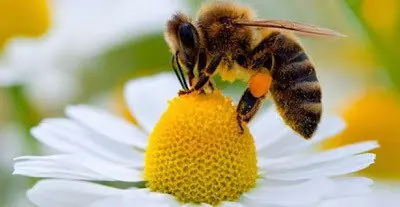 Ayuda a salvar a las abejas