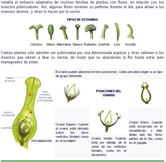 Botanica