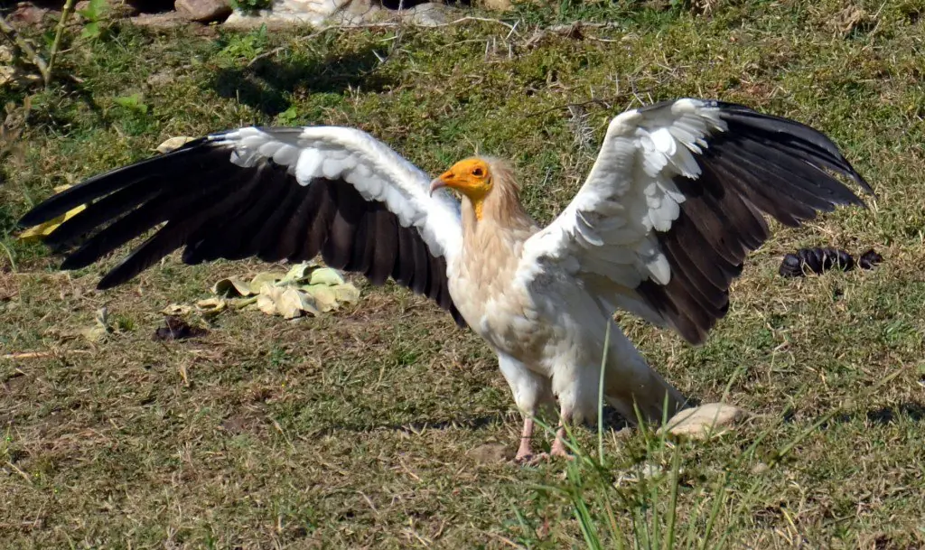 quebrantahuesos