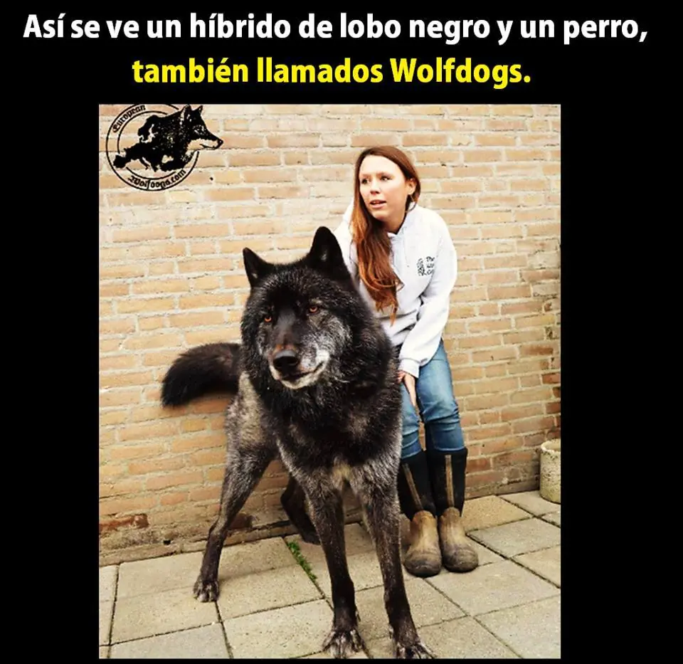meme