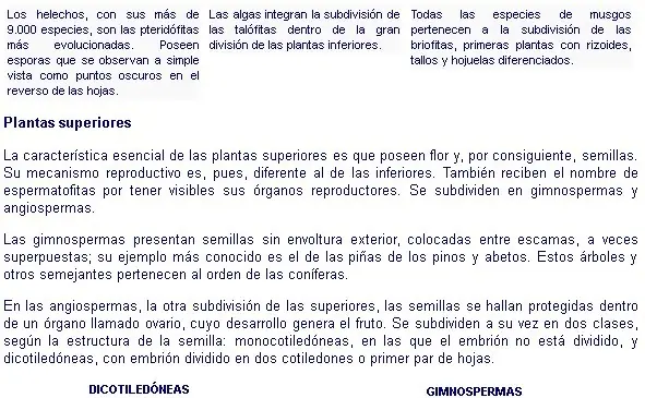 dicotiledoneas