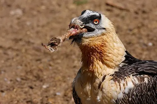 aves exoticas