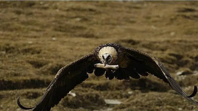 aves