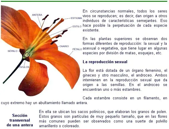clasificacion