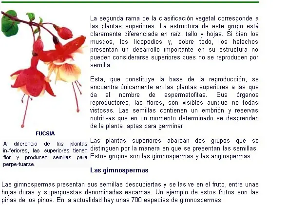 morfologia