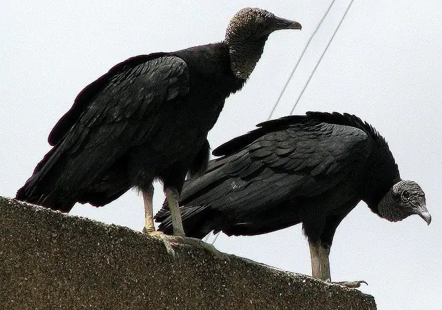 aves