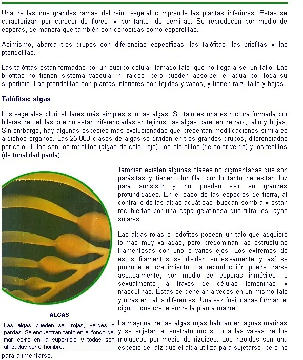 morfologica
