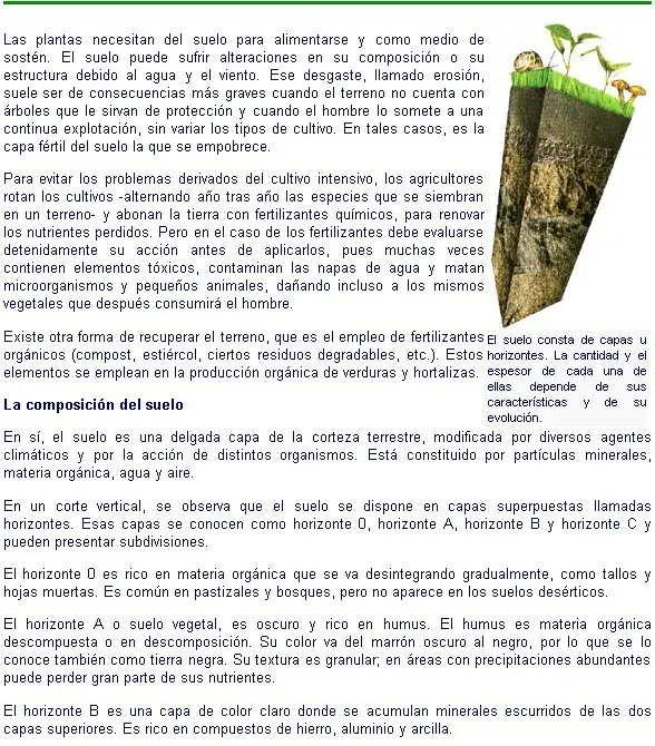 monocotiledoneas
