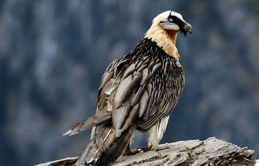 aves exoticas