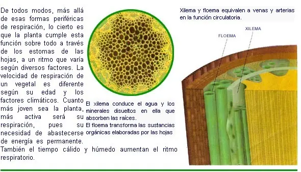 dicotiledoneas