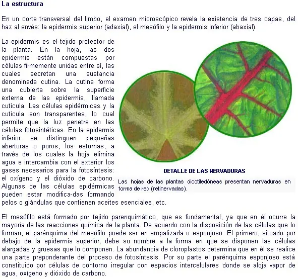 Botanica