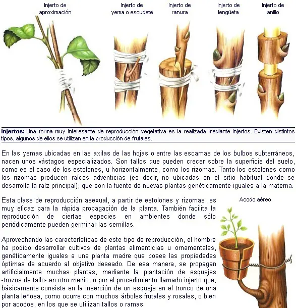angiospermas