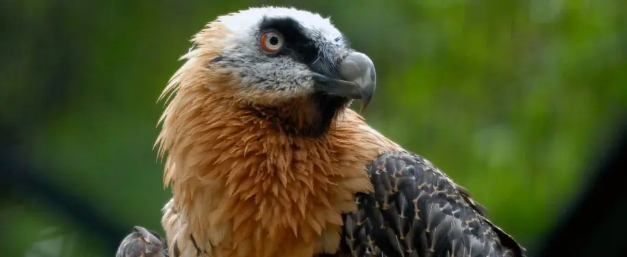 aves
