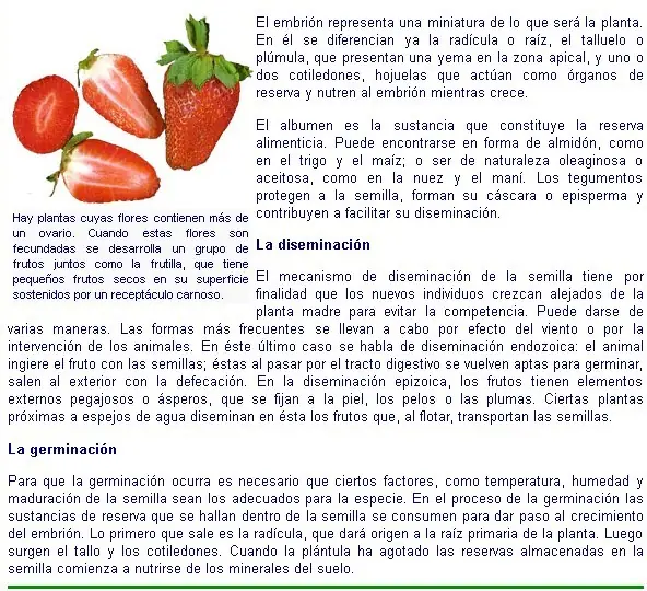 morfologia