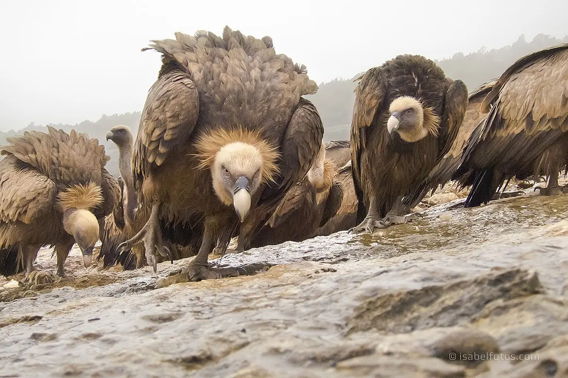 aves exoticas