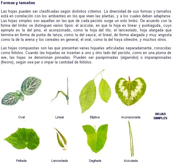 plantas