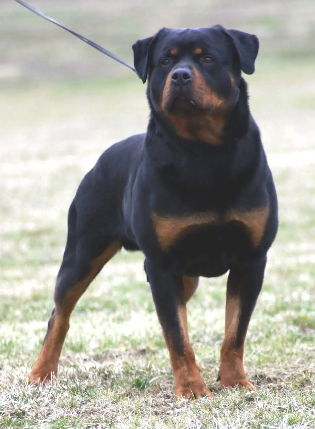 razas de perro peligrosas