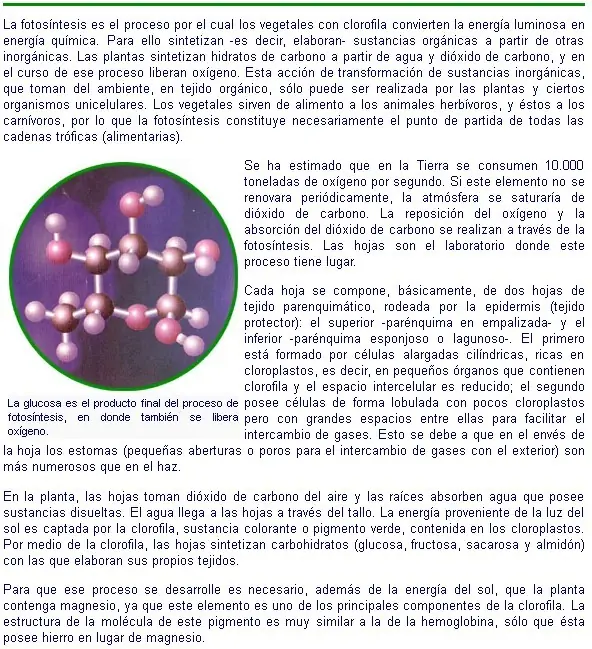 monocotiledoneas