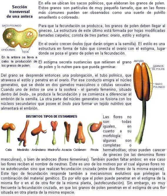 fisiologia