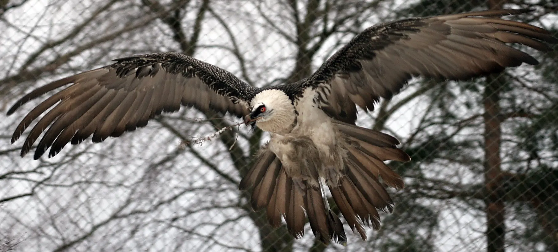 aves