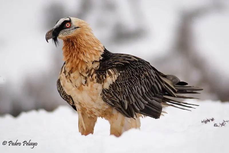 aves exoticas